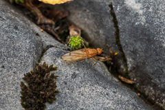 Heleomyzidae