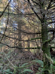 Picea sitchensis