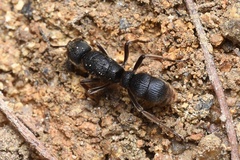 Pseudoneoponera rufipes