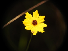 Coreopsis leavenworthii
