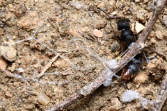 Pseudoneoponera rufipes