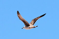 Larus michahellis