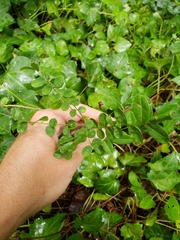 Styphnolobium affine