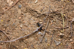 Pseudoneoponera rufipes