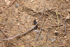 Pseudoneoponera rufipes