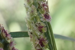 Paspalum fimbriatum