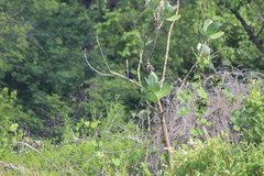 Chrysomus ruficapillus frontalis