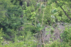 Chrysomus ruficapillus frontalis