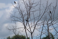 Chrysomus ruficapillus frontalis