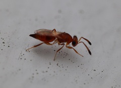 Diparidae
