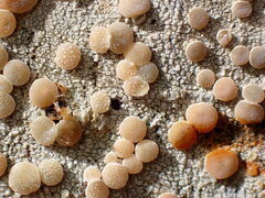 Lecanora caesiorubella