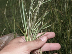 Dichanthium aristatum