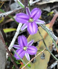 Thysanotus patersonii