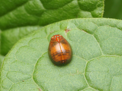 Hemisphaerius