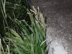 Paspalum fimbriatum
