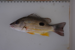 Lutjanus russellii