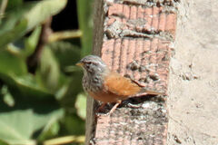 Emberiza sahari