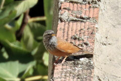 Emberiza sahari