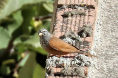 Emberiza sahari