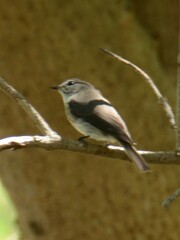 Muscicapa adusta adusta