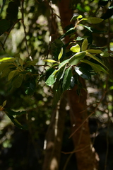 Platylophus trifoliatus