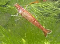 Neocaridina davidi
