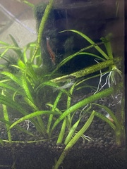 Neocaridina davidi