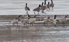 Branta hutchinsii hutchinsii