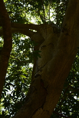 Platylophus trifoliatus