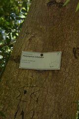 Platylophus trifoliatus