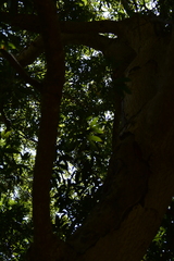 Platylophus trifoliatus