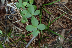 Galium kamtschaticum