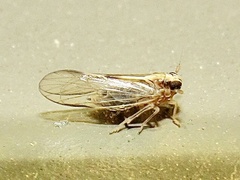 Muellerianella laminalis