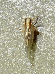 Muellerianella laminalis