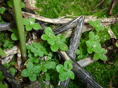 Galium kamtschaticum