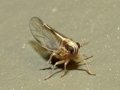 Muellerianella laminalis