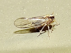 Muellerianella laminalis