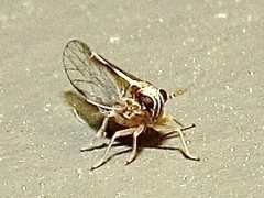 Muellerianella laminalis