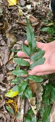 Blechnum procerum