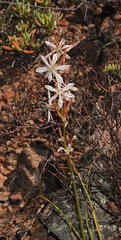 Chlorophytum graminifolium