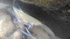 Trachinotus