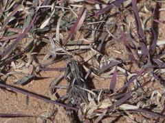 Phlibostroma quadrimaculatum