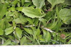 Gamochaeta americana