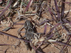 Phlibostroma quadrimaculatum