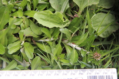 Gamochaeta americana