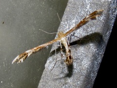 Oxyptilini