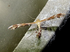 Oxyptilini