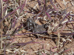 Phlibostroma quadrimaculatum