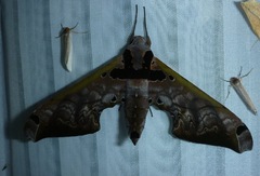 Adhemarius sexoculata