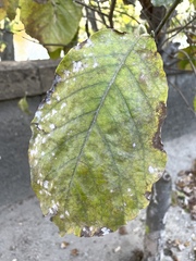 Erysiphe magnifica